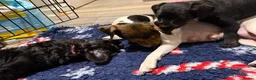 Jackapoo dogs for sale: 2 female Jackapoos - Advert 7