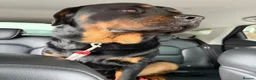 Rottweiler dogs for sale: 1yo Rottweiler  in Worthing - Advert 3