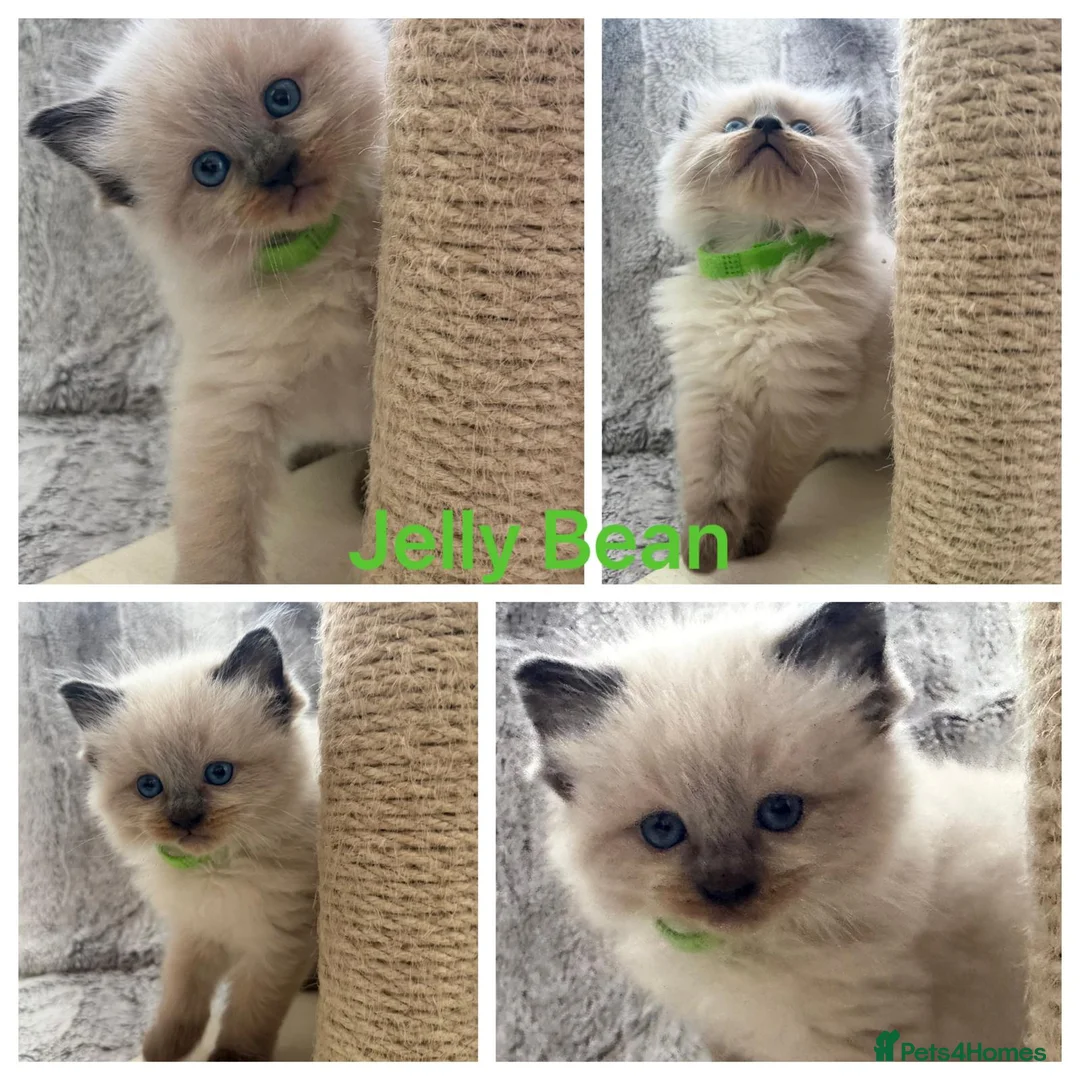 Ragdoll cats for stud: Exceptional GCCF Ragdoll - Advert 5