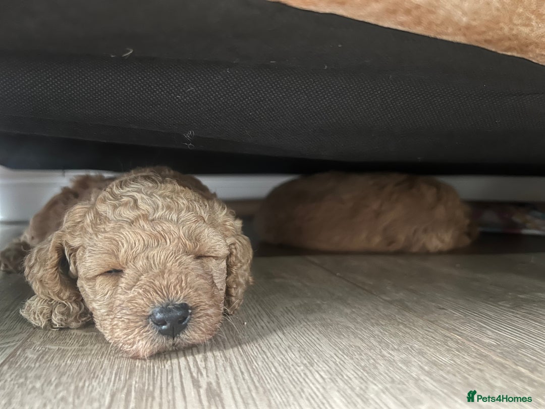 Miniature Poodle dogs for sale: Gorgeous miniature poodles  - Image 4