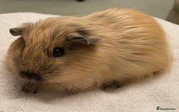 Guinea Pig rodents for sale: 1no beautiful baby Californian guinea GIRL - Image 1
