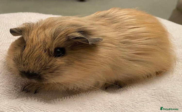Guinea Pig rodents - Advert 4