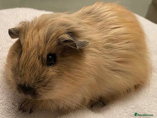 Guinea Pig rodents - Advert 27
