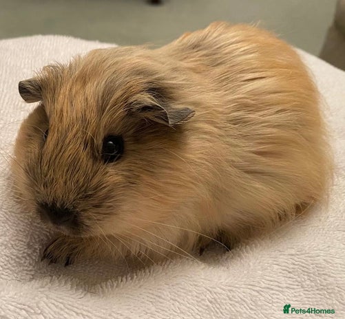 Guinea Pig rodents - Advert 14