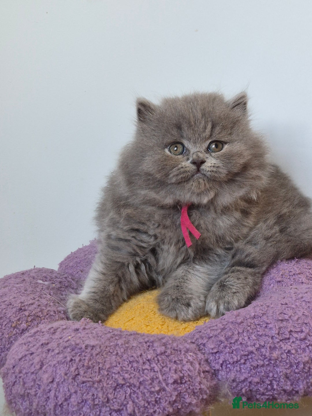 British Shorthair cats for sale: GCCF Registered British Sh & Lh Kittens - Champion - Image 7