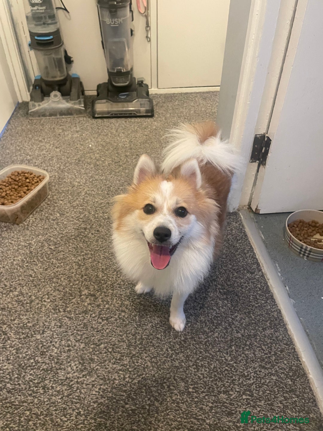 German Spitz dogs for sale: 🐾 10-Month-Old German Spitz Puppy - Image 4