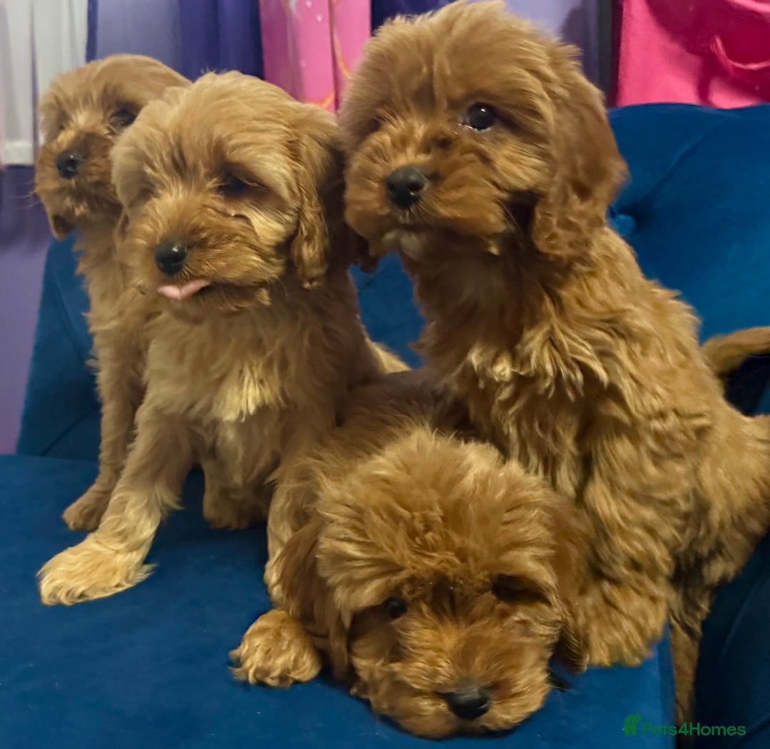 Cavapoo dogs for sale: Ready to go🏡 ONLY girls !  - Image 10