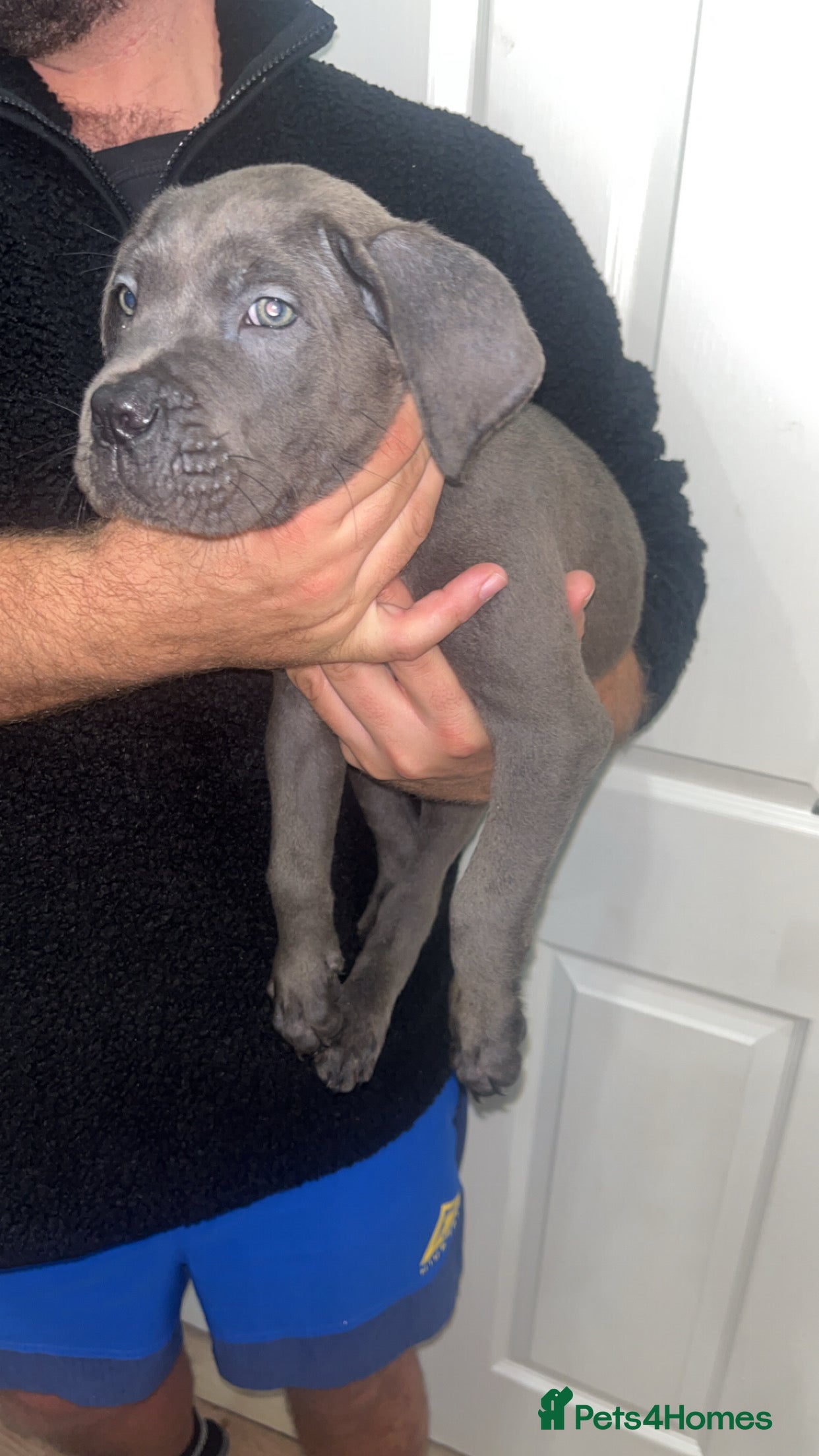 Cane Corso dogs Cane corso pups - Advert 10