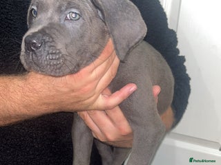 Cane Corso dogs Cane corso pups - Advert 17