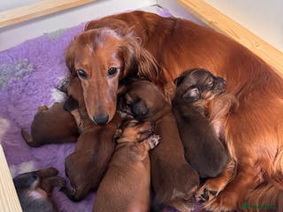 Miniature Dachshund dogs Minature dachshunds long haired - Advert 1