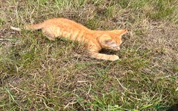 Domestic Shorthair cats for sale: Kittens 4 sale - Image 2