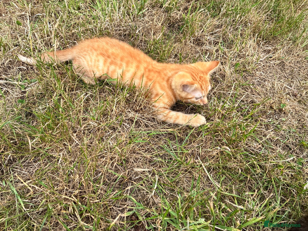 Domestic Shorthair cats for sale: Kittens 4 sale - Image 2
