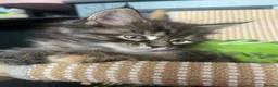 Maine Coon cats for sale: Beautiful Half Maine coon kittens  - Advert 28
