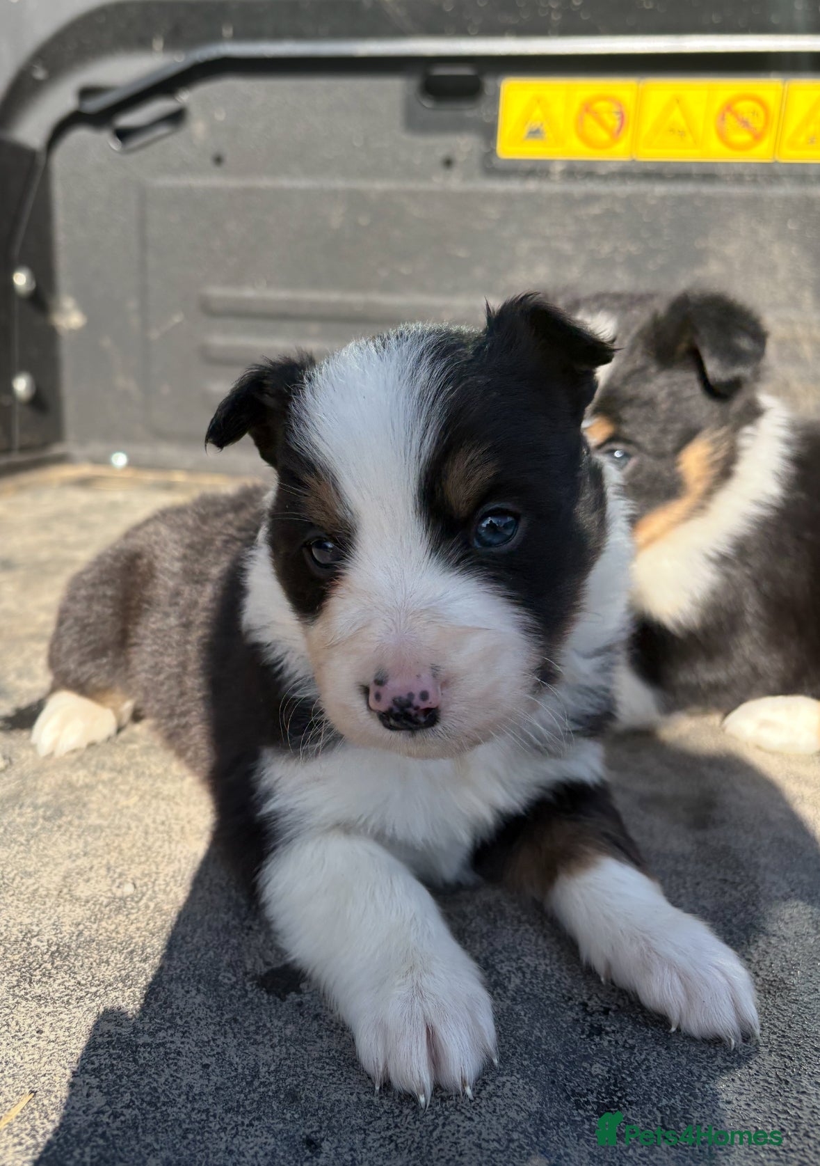 Border Collie dogs 6 Border Collie Pups 🐾 - Advert 5
