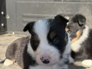 Border Collie dogs 6 Border Collie Pups 🐾 - Advert 5