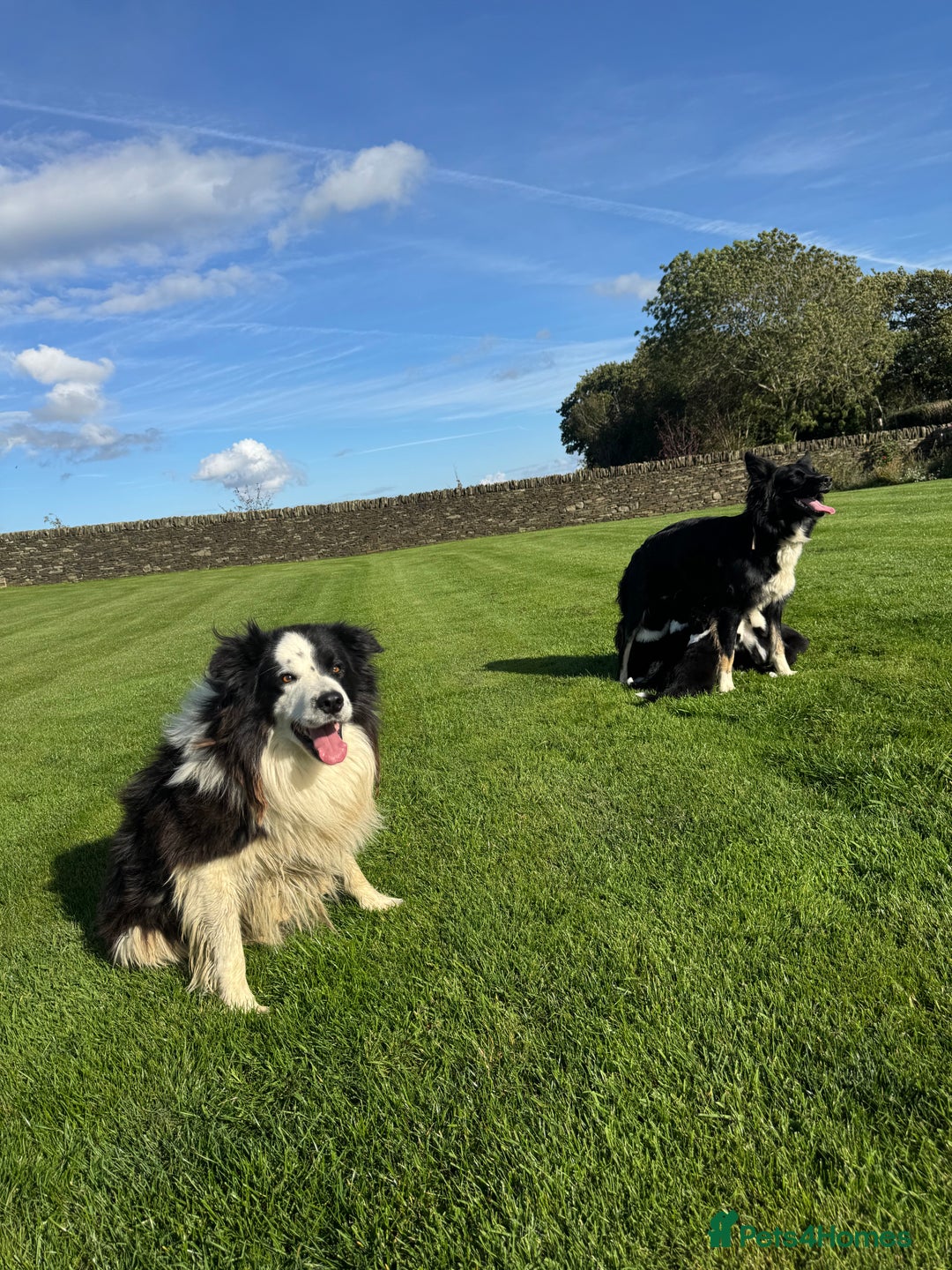 Border Collie dogs for sale: Superb litter of purebred Border Collie puppies  - Image 18