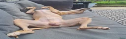 Whippet dogs for stud:  Whippet- Single and ready to Mingle! - Advert 2