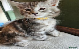 Norwegian Forest Cat cats for sale: Full pedigreed Norwegian forest cats  - Image 3