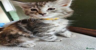 Norwegian Forest Cat cats - Advert 2