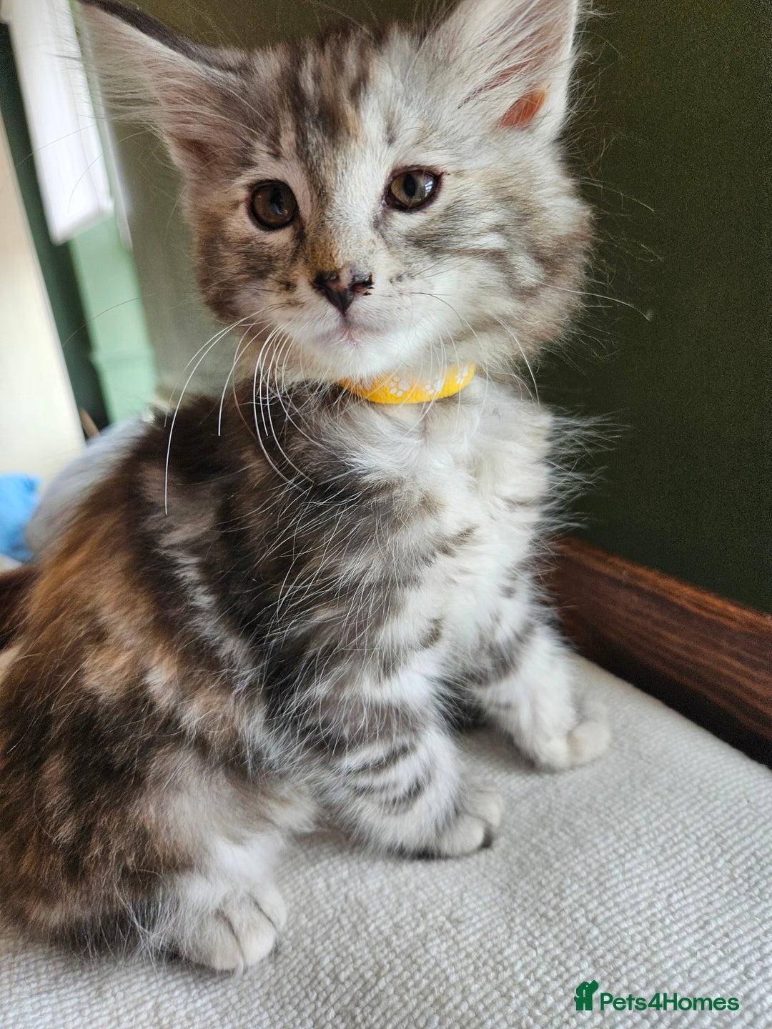 Norwegian Forest Cat cats for sale: Full pedigreed Norwegian forest cats  - Image 3