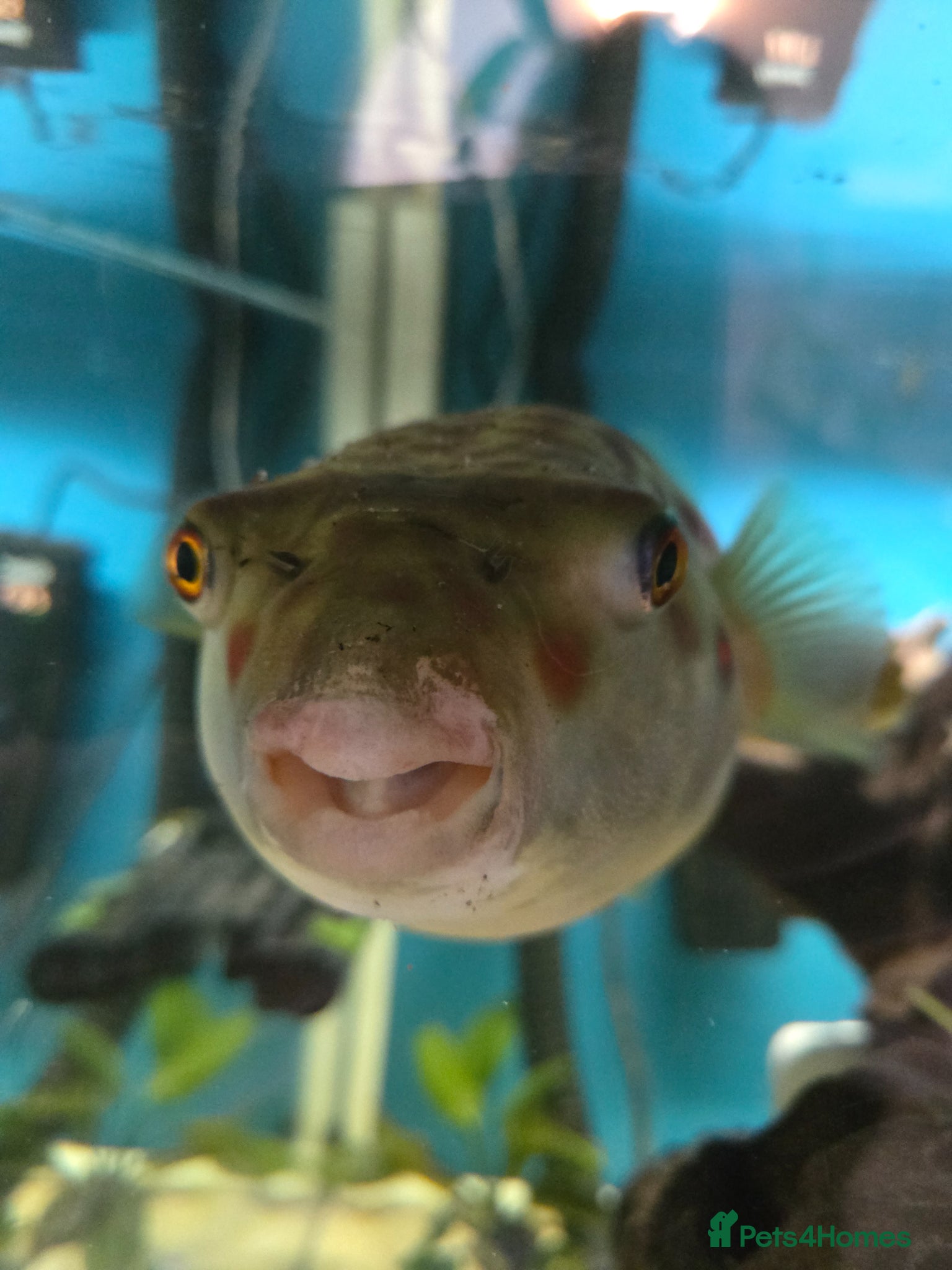 Pufferfish fish CROSS RIVER PUFFERFISH  - Advert 2