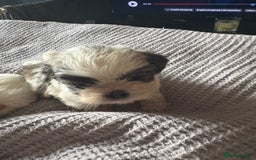 Shih Tzu dogs for sale: Shih zhus puppys - Image 14