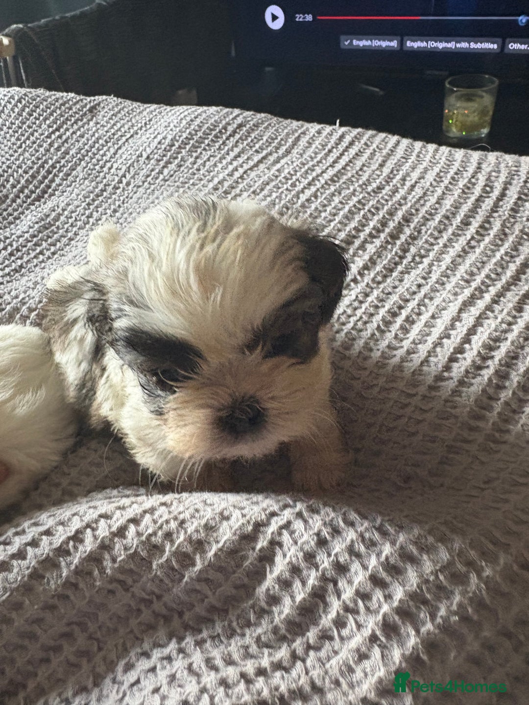 Shih Tzu dogs for sale: Shih zhus puppys - Image 14