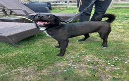 Mixed Breed dogs for adoption: Ollie - Image 4