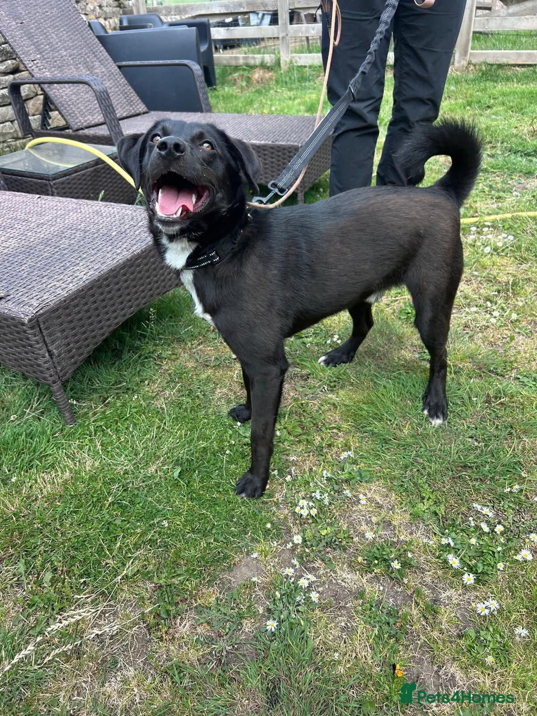 Mixed Breed dogs for adoption: Ollie - Image 4