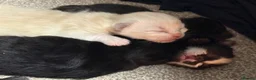 Mixed Breed cats for sale: Four Stunning Ragdoll x Ragamuffin kittens  - Advert 6