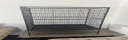 Budgerigars birds for sale: Budgies in Peterborough - Advert 3