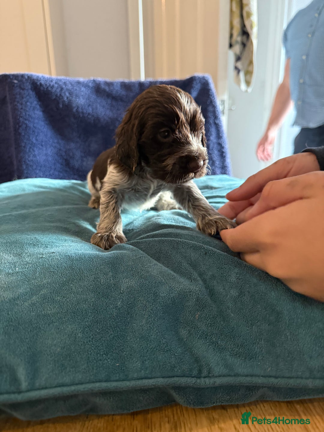 Cocker Spaniel dogs for sale: KC Registered Show Cockers - Image 17