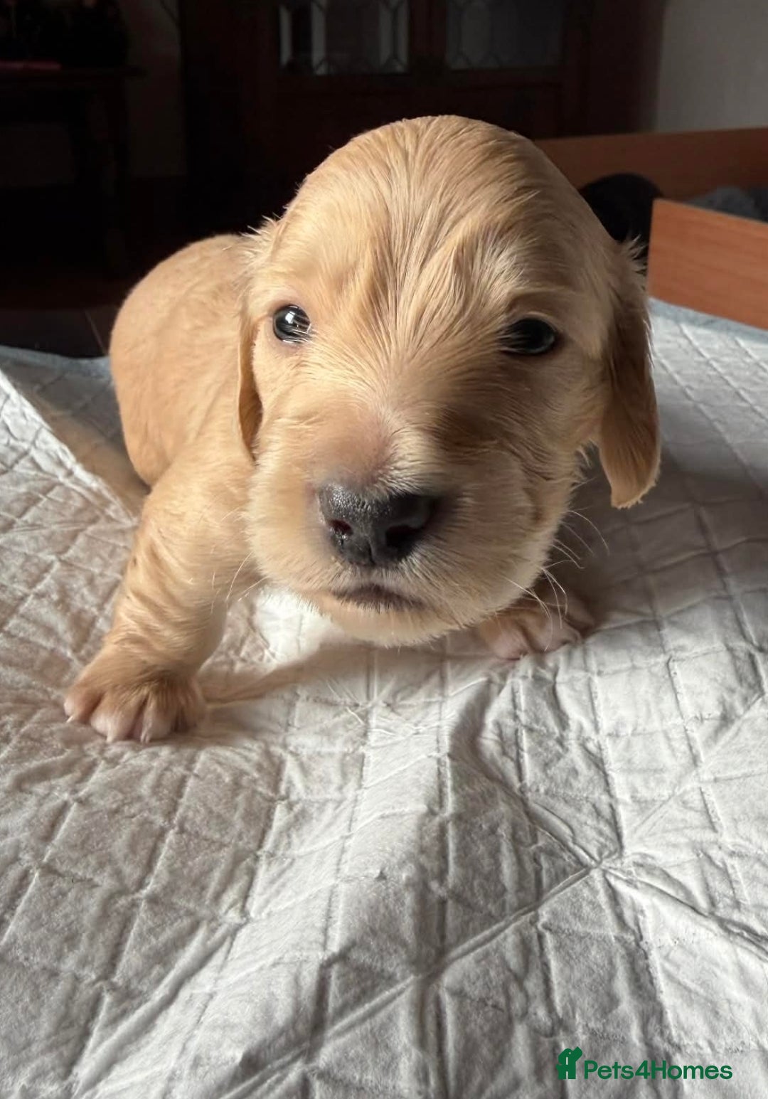 Miniature Dachshund dogs for sale: Long Haired Miniature dachshunds - Advert 7