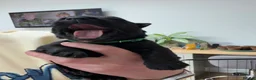 Scottish Terrier dogs for sale: Male Scottish Terrier Puppy in Fraserburgh - Advert 4