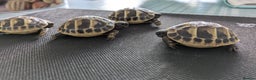 Hermann Tortoise reptiles for sale: Hermanns Hatchlings - Advert 2