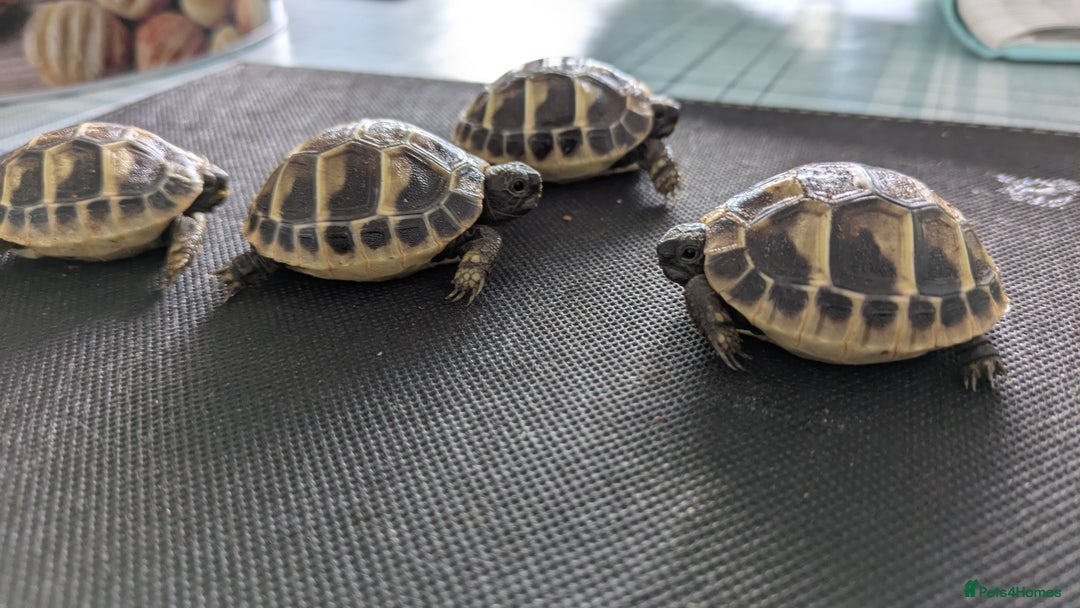 Hermann Tortoise reptiles for sale: Hermanns Hatchlings - Advert 2