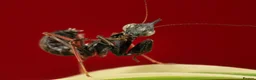 Praying Mantis invertebrates for sale: Ghost Mantis Ootheca - Phyllocrania paradoxa - Advert 4
