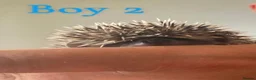 Pygmy Hedgehog rodents for sale: African Pygmy Hedgehog's (Ready to go!) (One left) - Advert 5