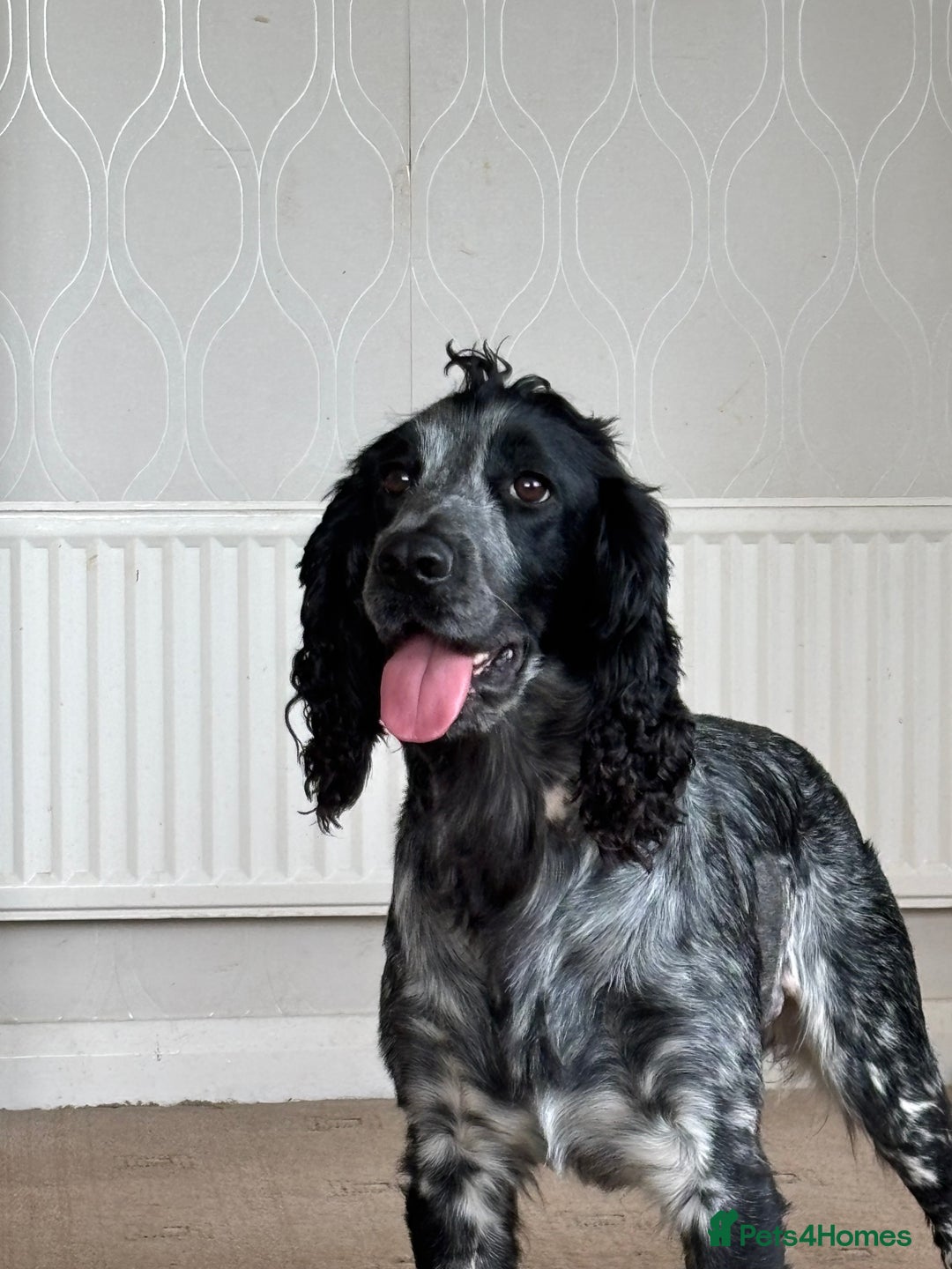 Cocker Spaniel dogs for stud: Cocker Spaniel stud  - Advert 18