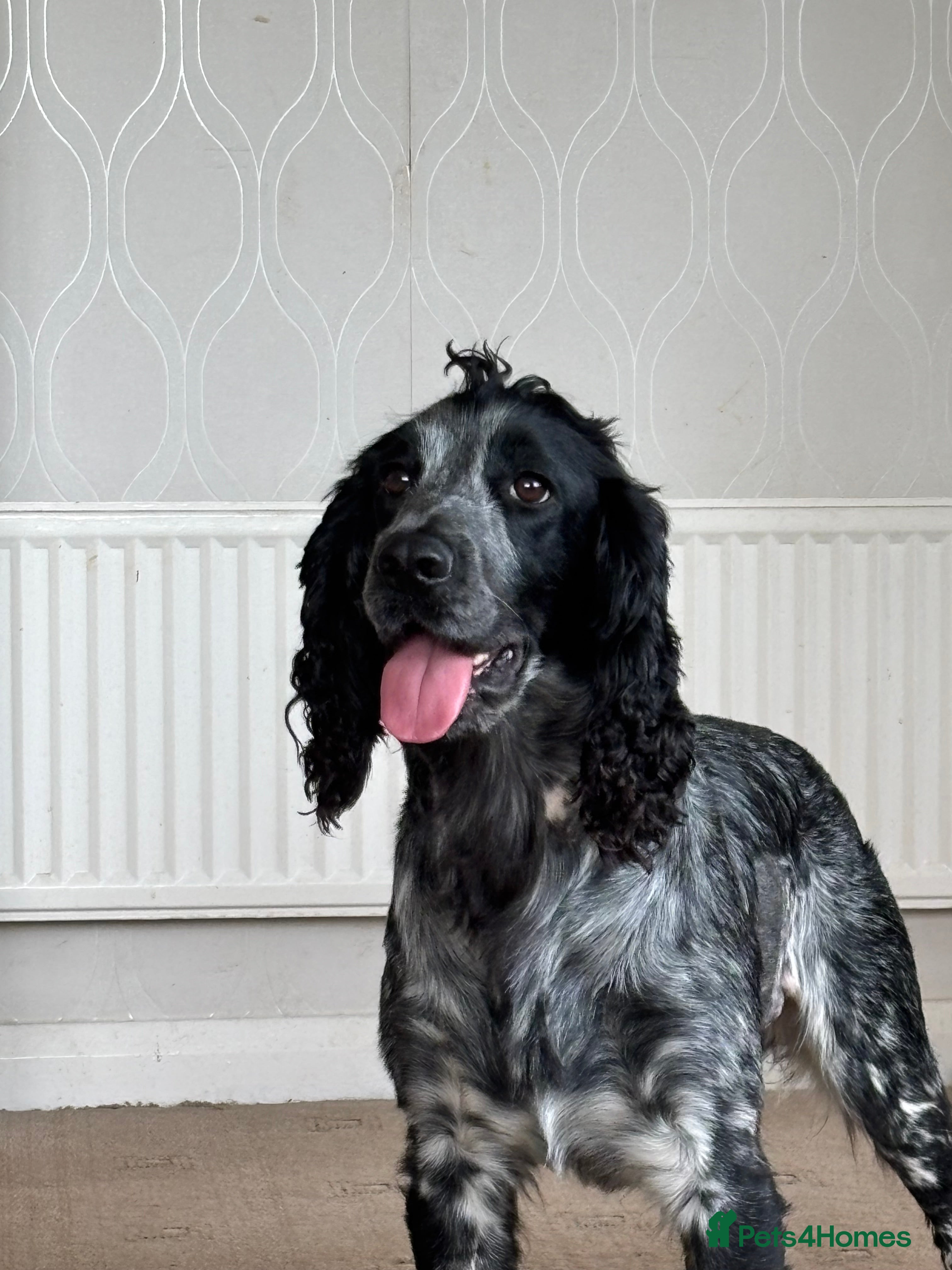 Cocker Spaniel dogs for stud: Cocker Spaniel stud  - Advert 18