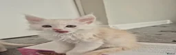Maine Coon cats for sale: Maine Coon Kittens ready for there forever homes  - Advert 9