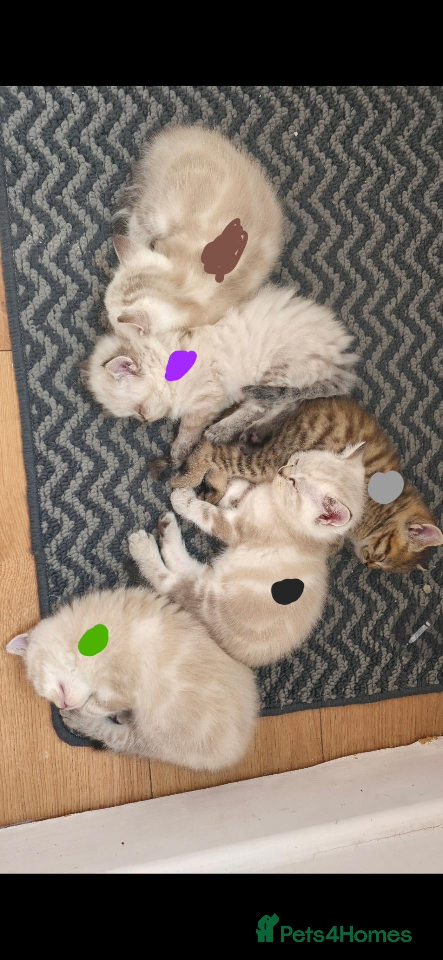 Mixed Breed cats Ragdoll mix with British shorthair  - Advert 14