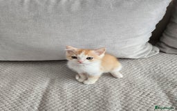 Scottish Fold cats for sale: Scottish Straight purebred kittens  - Image 14