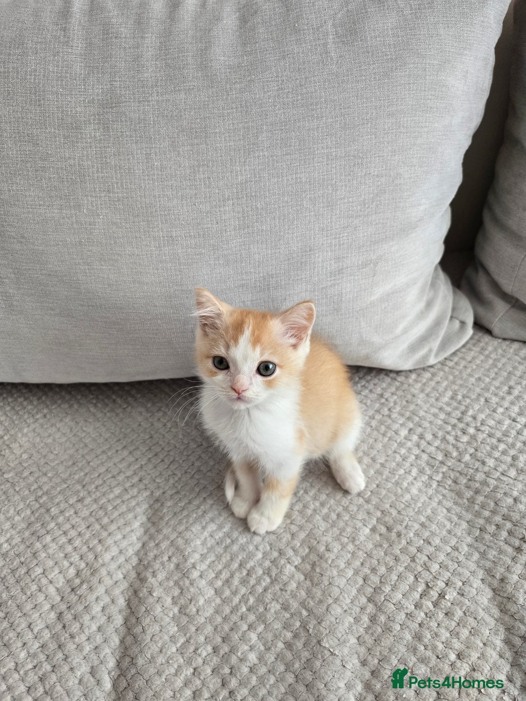 Scottish Fold cats for sale: Scottish Straight purebred kittens  - Image 14