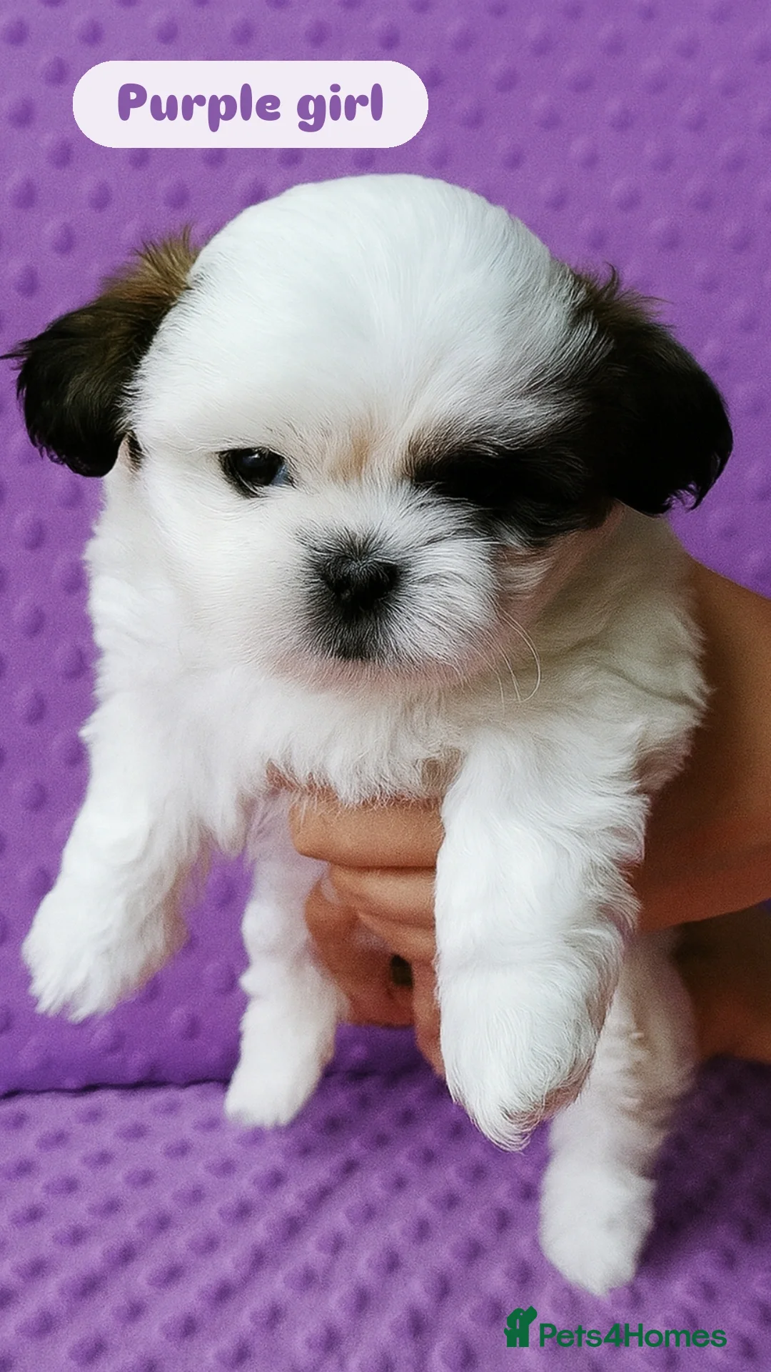 Shih Tzu dogs for sale: Shih tzu puppies 🦁🦁 🩷🩵 - Advert 4