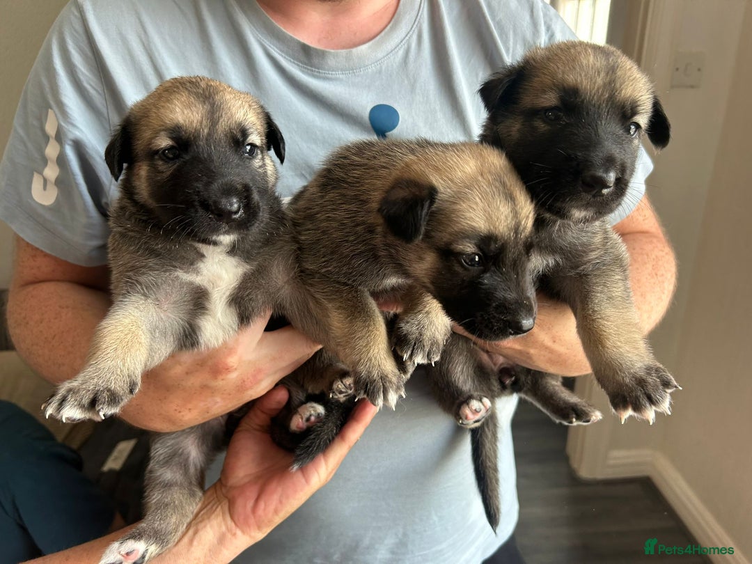 Shepsky dogs for sale: Shepsky - Image 17