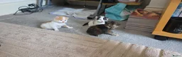 European cats for sale: 3 kitten for sale looking for forever home - Advert 10