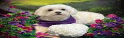 Maltese dogs for sale: Beautiful Maltese Puppies ⭐️Over 5 GENERATIONS⭐️ - Advert 6