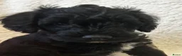 Schnoodle dogs for sale: Miniature F1 Schnoodles Puppies  - Advert 11