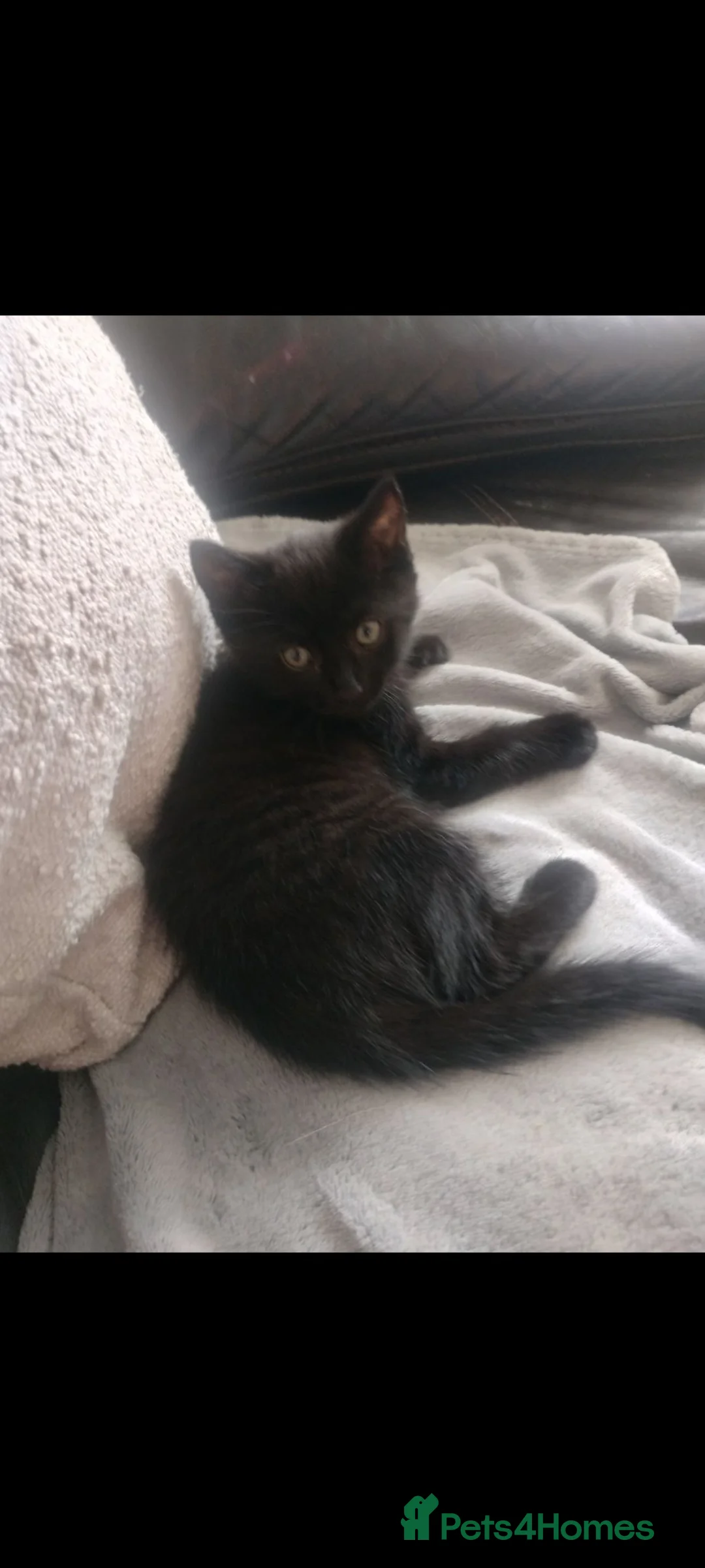 Mixed Breed cats for sale: 2 lovely Boys , ready to leave  - Advert 2